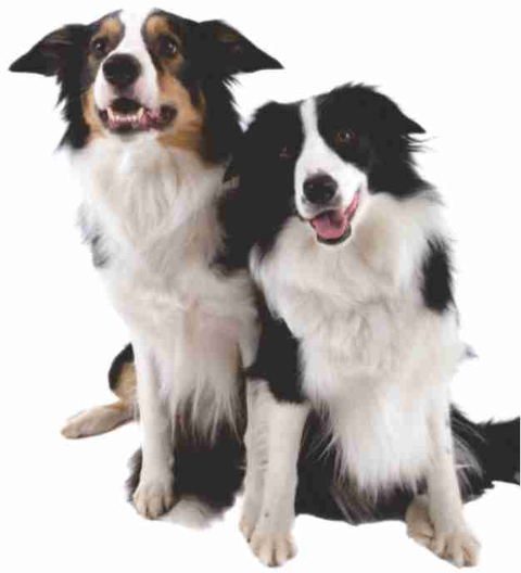 Walker Street Veterinary Surgery - Vet Canberra 1