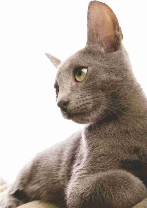 Walker Street Veterinary Surgery - Vet Canberra 2
