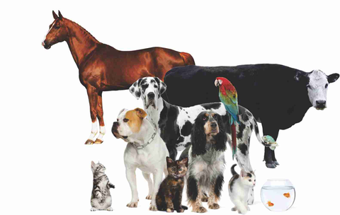 Walker Street Veterinary Surgery - Vet Canberra 4