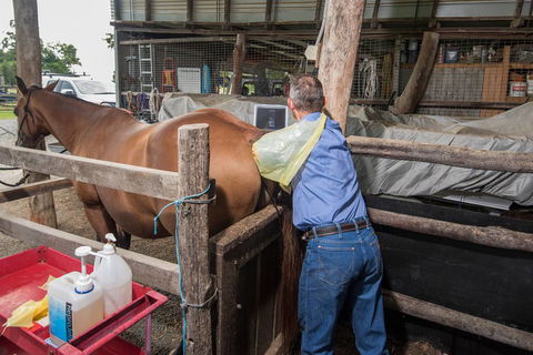 Stabler & Howlett Veterinary Surgeons–North Mackay - Vet Canberra 8