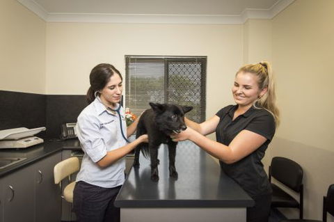 Stabler & Howlett Veterinary Surgeons–North Mackay - Vet Canberra 16