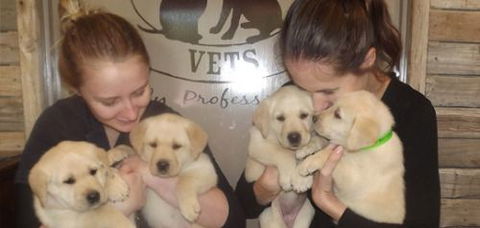 Deny Clementine Dr - Vet Canberra 1