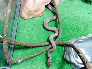 Pet Stop - Vet Canberra 2