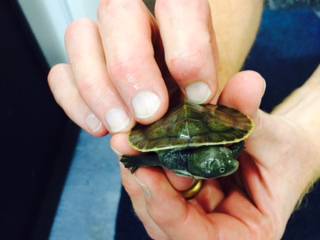 Pet Stop - Vet Canberra 4